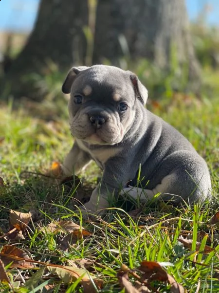 bellissimo cuccioli di bouledogue francese | Foto 1