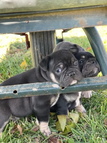 bellissimo cuccioli di bouledogue francese | Foto 0
