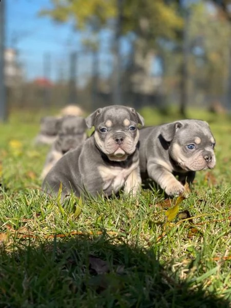 bellissimo cuccioli di bouledogue francese