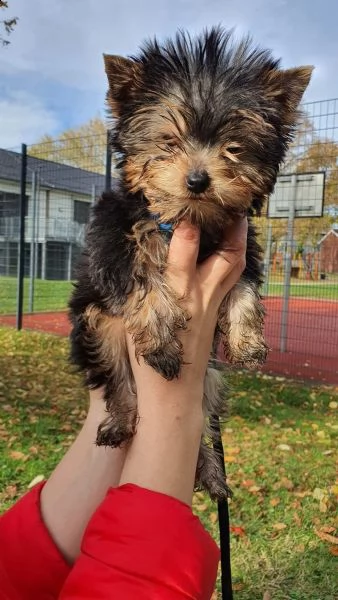 disponibile eccellente cucciolata di yorkshire toy | Foto 4