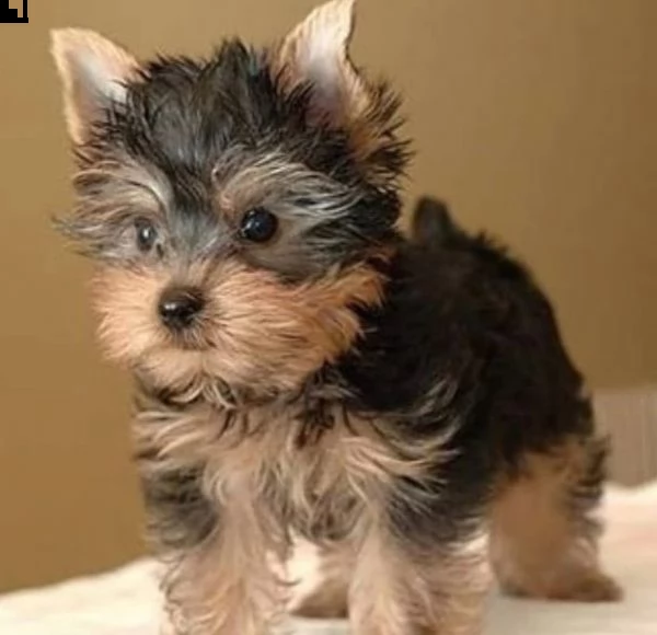 disponibile eccellente cucciolata di yorkshire toy | Foto 3