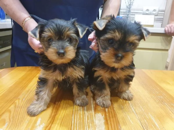 disponibile eccellente cucciolata di yorkshire toy | Foto 2