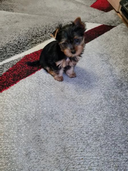 disponibile eccellente cucciolata di yorkshire toy | Foto 1