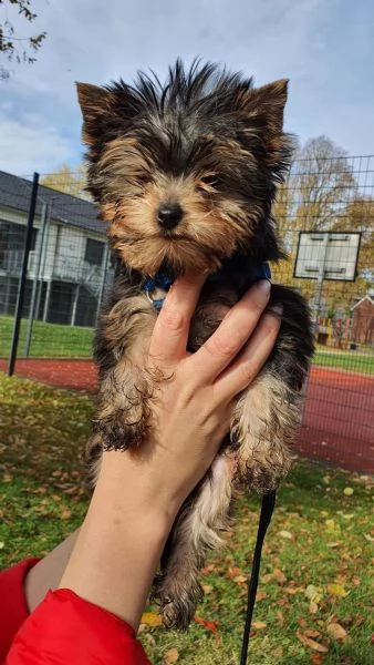 disponibile eccellente cucciolata di yorkshire toy