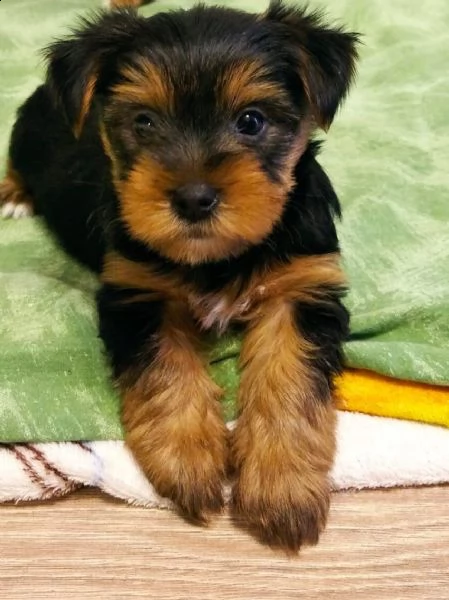 disponibile eccellente cucciolata di yorkshire toy | Foto 0