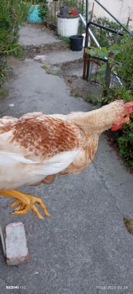 Galli giovani | Foto 4