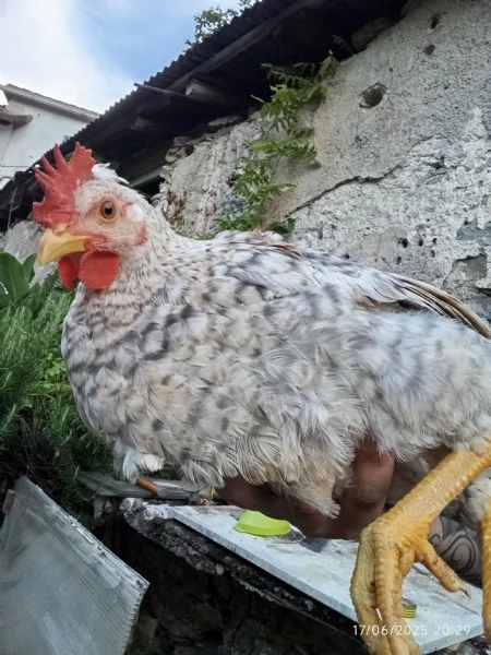 Galli giovani | Foto 3