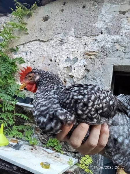 Galli giovani | Foto 2