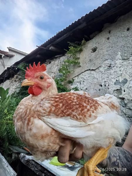 Galli giovani | Foto 1