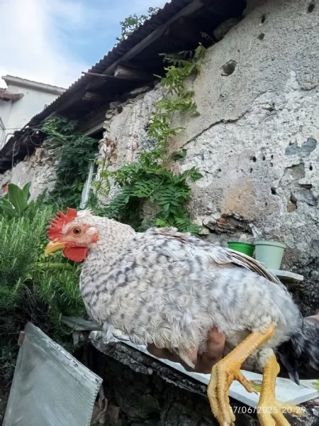 Galli giovani | Foto 0