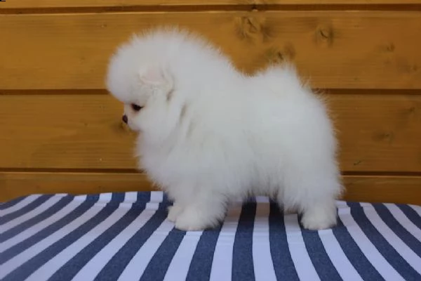 disponibili cuccioli di spitz pomerania