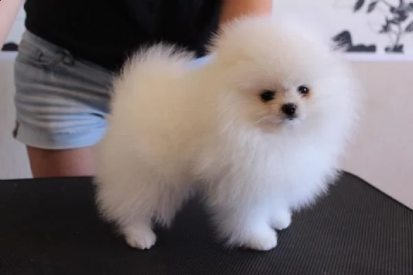 cuccioli di spitz toy | Foto 0