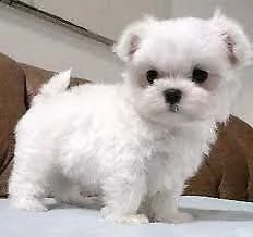  regalo maltese
