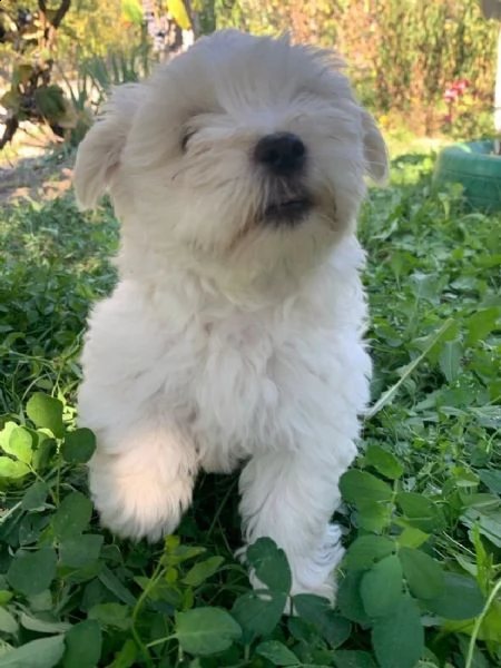 disponibile ulrimi cucciolo di maltese maschioe femmina | Foto 2