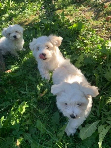 disponibile ulrimi cucciolo di maltese maschioe femmina
