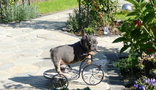 bouledogue francese cuccioli | Foto 4