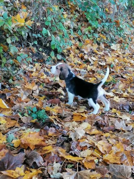 beagle cuccioli splendidi con pedigree | Foto 3