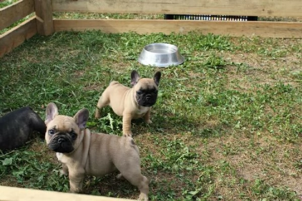 bulldog francese | Foto 1