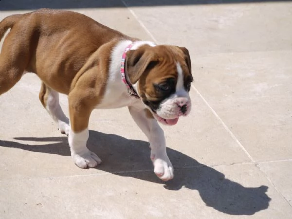 bellissimo cuccioli di boxer con pedigree 