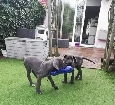 alano blue cuccioli di 3 mesi