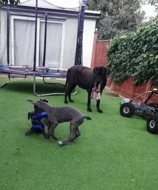 alano blue cuccioli di 3 mesi | Foto 0