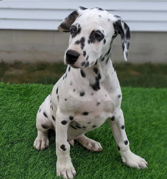 cuccioli di dalmata razza pura | Foto 0