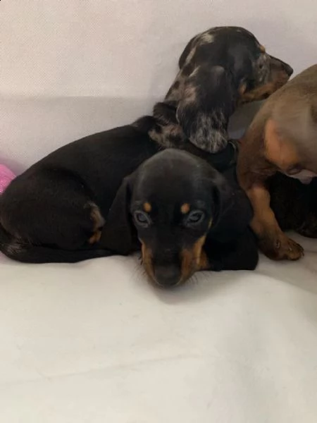 bassotti pedigree enci cuccioli