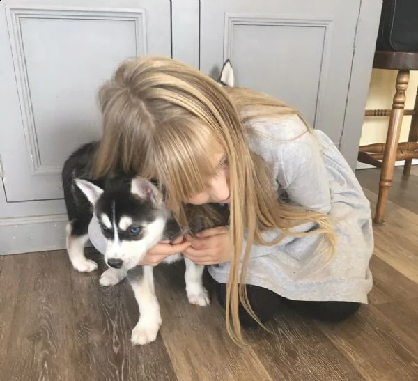 cuccioletto di siberian husky | Foto 3