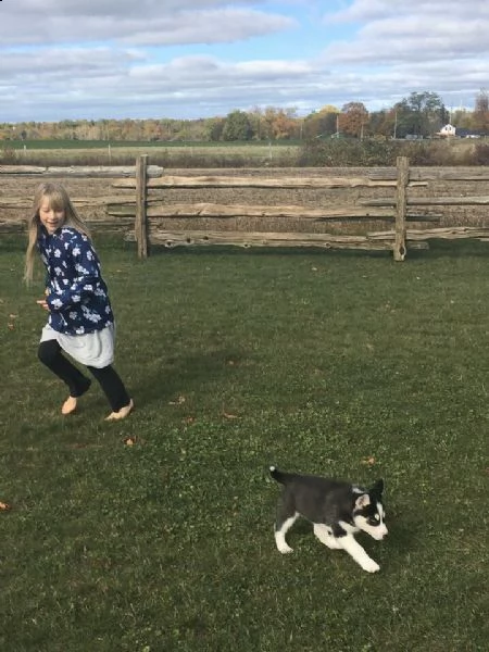 cuccioletto di siberian husky | Foto 0