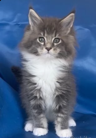 socievole gattini maine coon