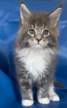 socievole gattini maine coon | Foto 0