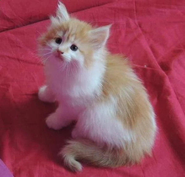 norvegese delle foreste con pedigree | Foto 0