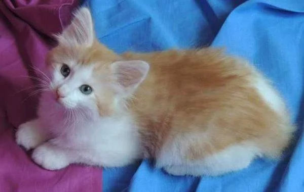 norvegese delle foreste con pedigree