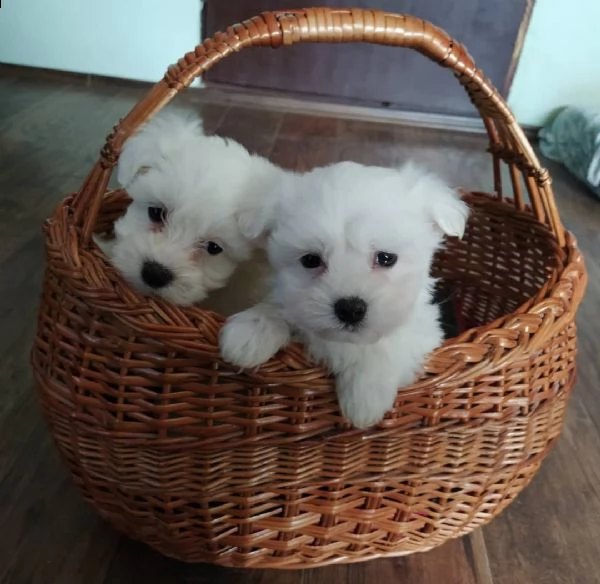 regalo cuccioli bichon