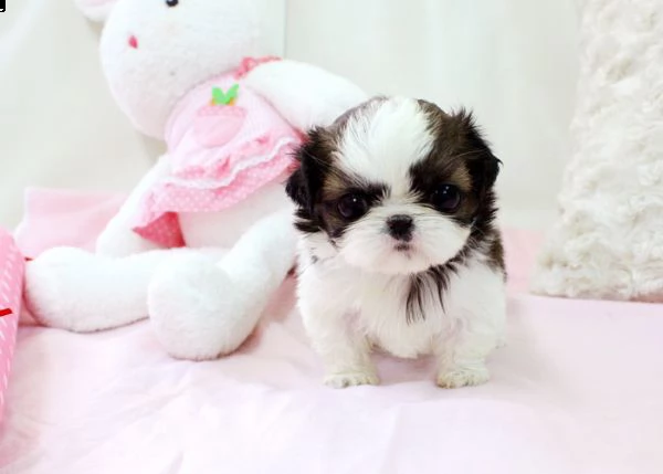 adorabili cuccioli di shih tzu femminucce e maschietti disponibili per l'adozione gratuita i cucciol