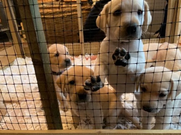 bello labrador , maschio e femmina,in regalo