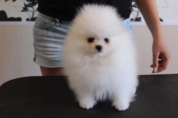 cuccioli di spitz di pomerania