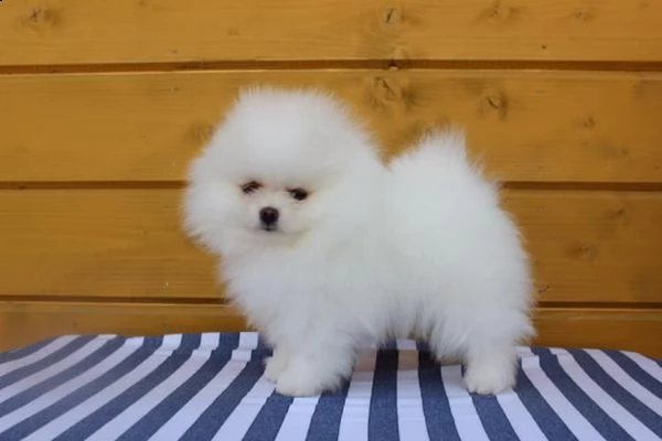 cuccioli di pomerania puro maschietto/femminuccia | Foto 0