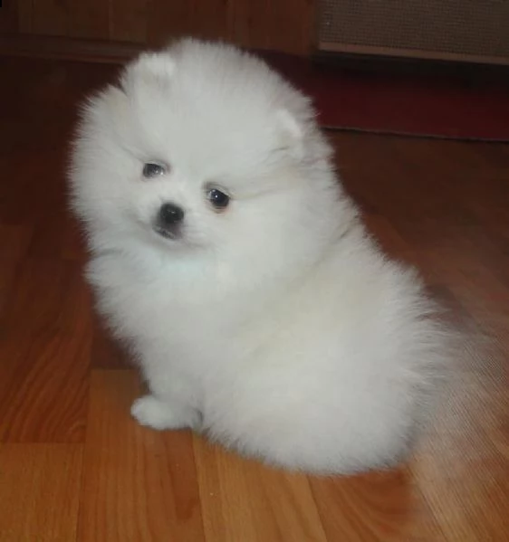 spitz di pomerania maschio e femmina | Foto 0