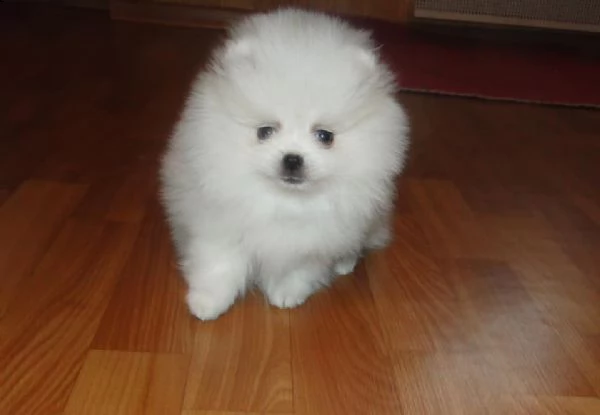 spitz di pomerania maschio e femmina