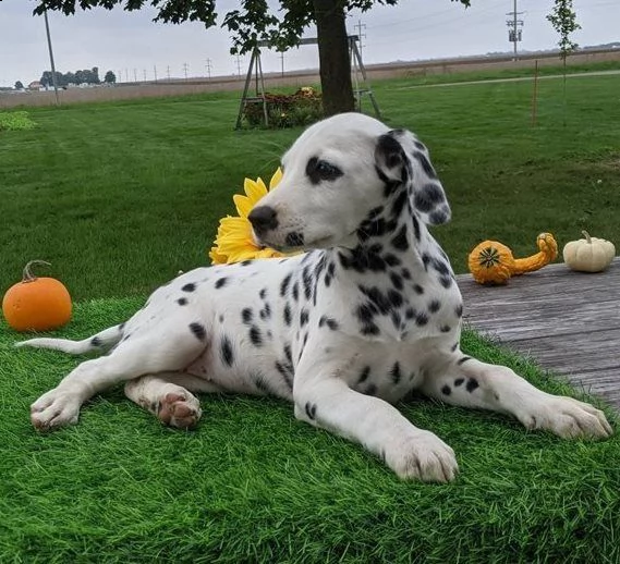 dalmata cuccioli di alta genealogia | Foto 0
