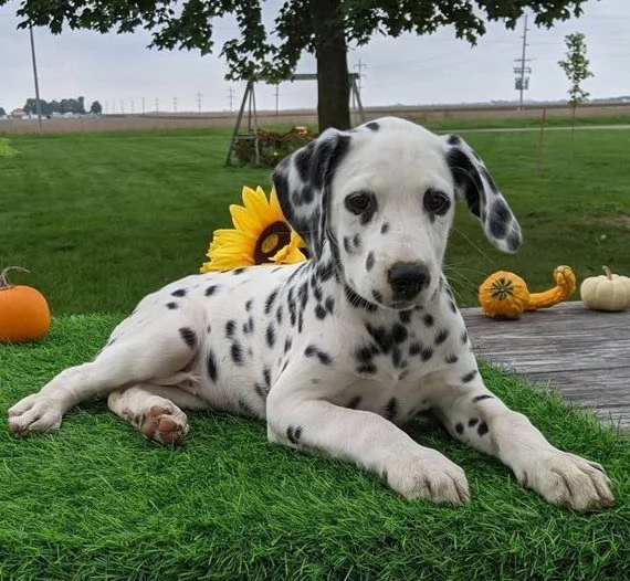 dalmata cuccioli di alta genealogia