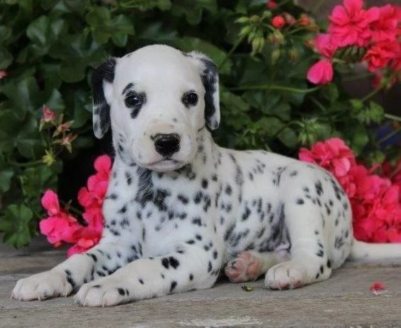 dalmata di circa 3 mesi | Foto 0