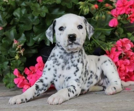 dalmata di circa 3 mesi