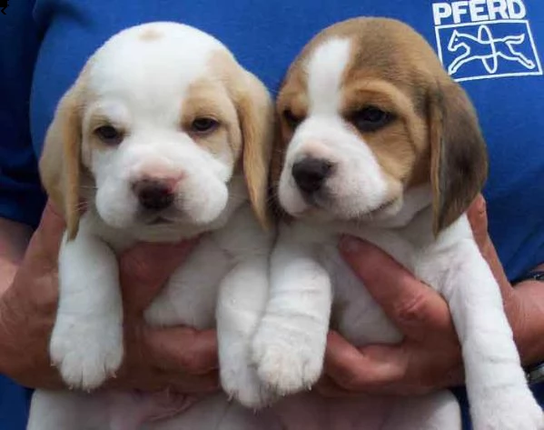 regalo stupendi cuccioli di beagle maschi che femmine nb,