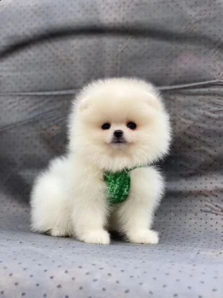 regalo allievi boo di pomerian