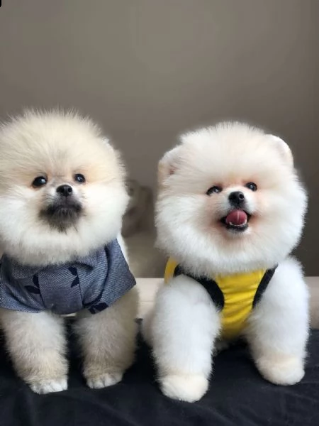 regalo pomerania boo