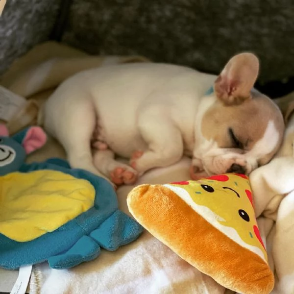 regalo cuccioli di bulldog francese
