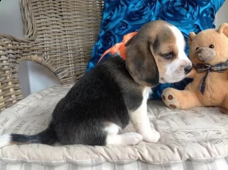 cuccioli beagle tricolore