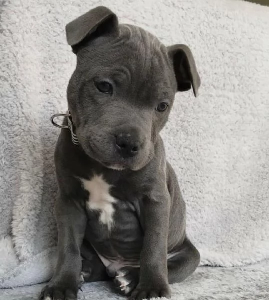  regalo cuccioli pitbull